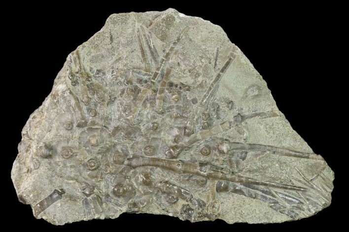 Fossil Echinoid (Archaeocidaris) - Missouri #162651